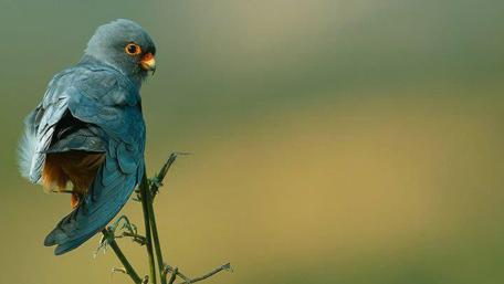 Elegant Blue Bird in Nature's Embrace wallpaper