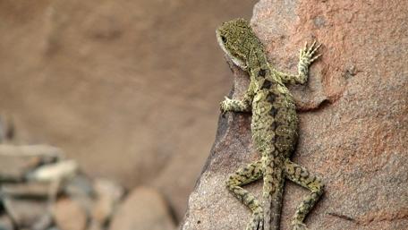 Stunning Lizard on Rocky Surface wallpaper