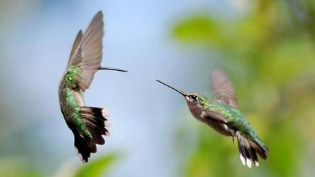 Dancing Hummingbirds in Flight Splendor wallpaper