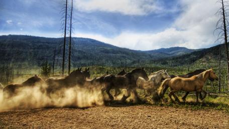 Majestic Horses Galloping Through Dusty Landscape wallpaper
