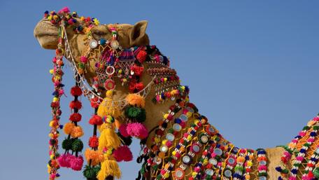 Vibrant Camel Adorned with Colorful Decorations in the Desert Scene wallpaper