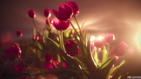 Blooming Radiance in 4K Clarity wallpaper