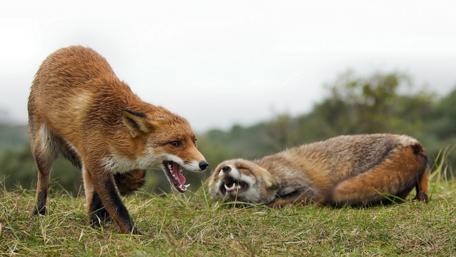 Wild Foxes in Their Natural Habitat wallpaper
