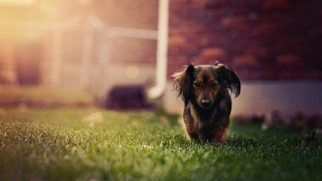 Charming Dog Walking on Grass in Soft Light wallpaper