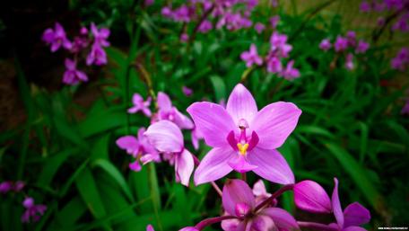 Vibrant Purple Orchids in Bloom wallpaper