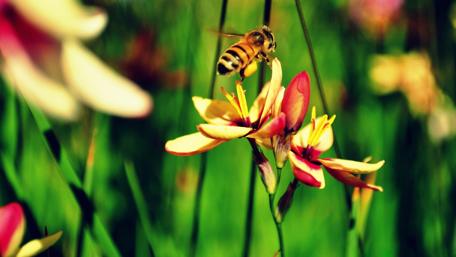 Nature's Busy Pollinators in Full Color wallpaper