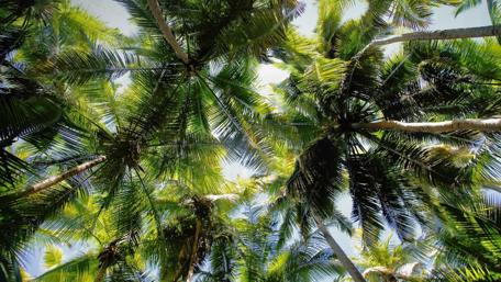 Tropical Paradise Under Sunny Palms wallpaper
