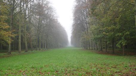 Serene Beauty of Versailles Garden Foggy Pathway wallpaper