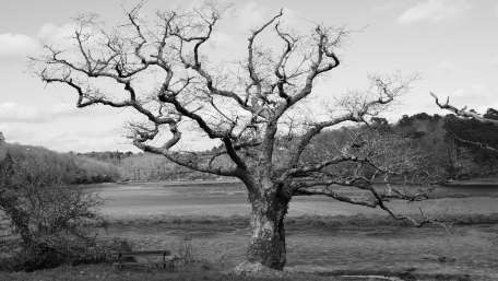 Monochrome Elegance of an Old Tree wallpaper