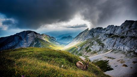 Majestic Goat in Rocky Mountain Landscape wallpaper