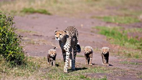 Nurturing Cheetah with Playful Cubs wallpaper