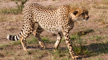 Graceful Cheetah in the Wild wallpaper