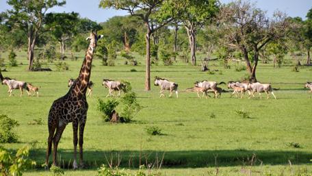 Majestic Giraffe in Savanna Landscape wallpaper
