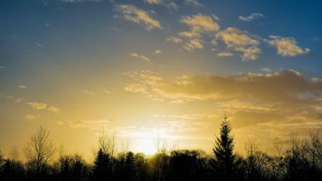 Golden Sunrise Over Silhouetted Trees in Nature wallpaper