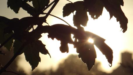 Serene Silhouette of Nature's Beauty wallpaper