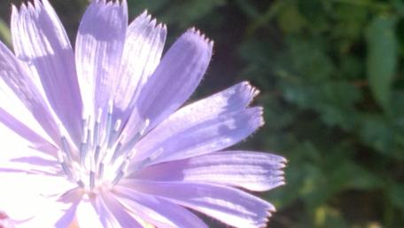 Delicate Purple Blossom in Natural Beauty wallpaper