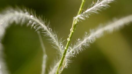 Delicate Waterdrops on Nature's Embrace wallpaper