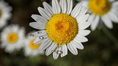 Dewy Daisy in Nature's Embrace wallpaper