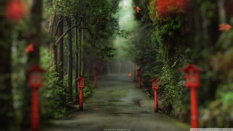 Tranquil Pathway Through Lush Forest wallpaper