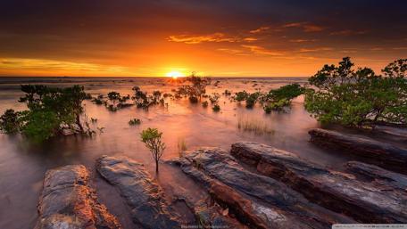 Serene Sunset Over Mangroves and Water Surface wallpaper