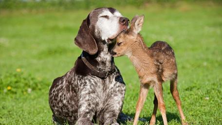 Adorable Unlikely Friends in Nature wallpaper