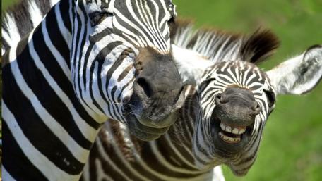 Zebras Sharing a Joyful Moment wallpaper