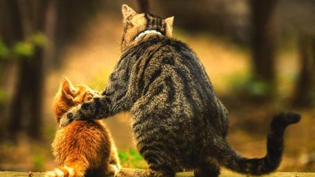 Tender Moment Between Feline Friends wallpaper