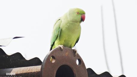Vibrant Parrot Perched in Nature's Beauty wallpaper