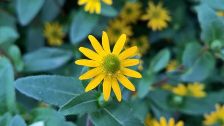 Bright Yellow Flower Amidst Lush Greenery Displaying Nature's Beauty and Vibrance wallpaper