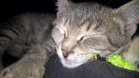 Cozy Gray Kitten Napping Softly wallpaper