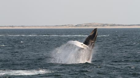 Majestic Whale Breaching in Ocean Waves wallpaper