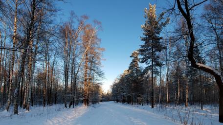 Winter Serenity in the Snowy Forest wallpaper