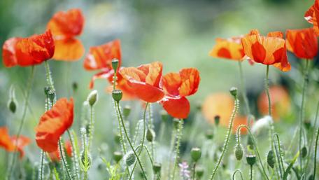 Vibrant Red Poppy Field in Full Bloom wallpaper