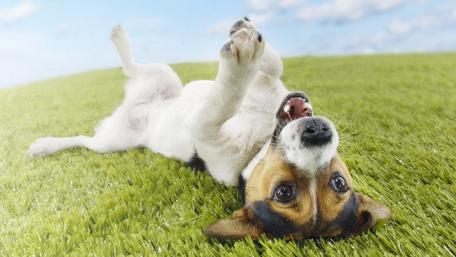 Playful Jack Russell Terrier on Grass wallpaper