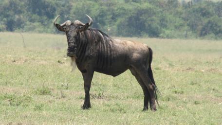 Majestic Wildebeest in Serene Landscape wallpaper