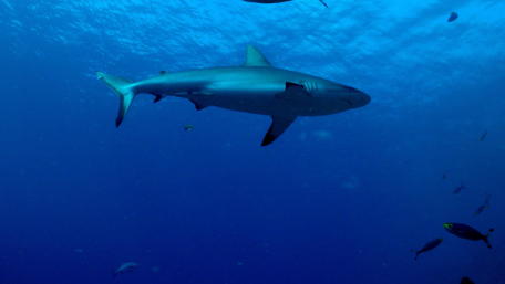 Majestic Shark Swimming in Clear Waters wallpaper