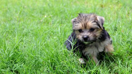 Puppy Playtime in Lush Greenery wallpaper