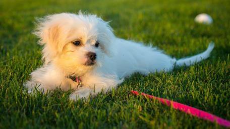 Playful White Puppy Enjoys a Sunny Day wallpaper