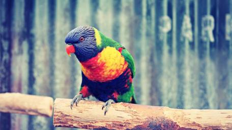 Vibrant Parrot Perched on a Branch wallpaper