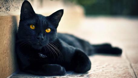 Mysterious Black Cat with Golden Eyes wallpaper