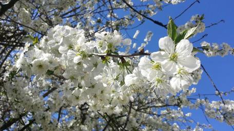Spring Blossoms Under a Bright Sky wallpaper