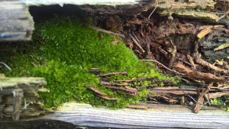 Lush Green Moss in Spring Serenity wallpaper