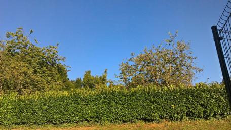 Tranquil Greenery Under a Clear Blue Sky wallpaper