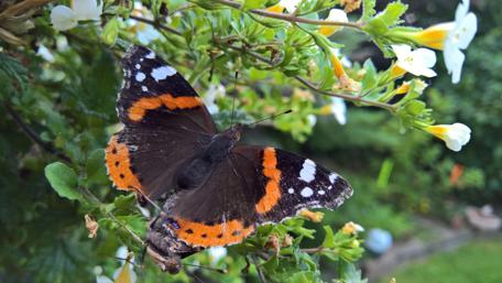 Vibrant Butterfly Amidst Blossoms in Nature's Splendor wallpaper