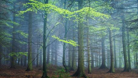 Mystical Forest Serenity Dawn Landscape Refreshing Colors and Tranquility wallpaper