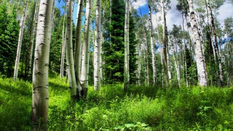 Serene Bamboo Forest Retreat wallpaper