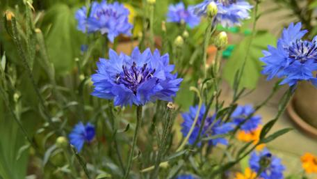 Blue Flower Beauty in Nature's Embrace wallpaper