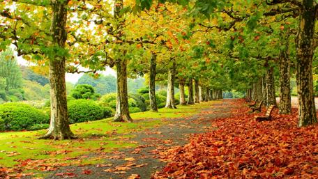 Autumn Serenity in Nature's Embrace wallpaper