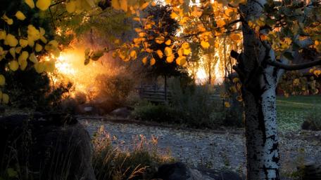Enchanting Autumn Glow in Nature's Embrace wallpaper