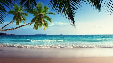 Serenity by the Tropical Shoreline wallpaper